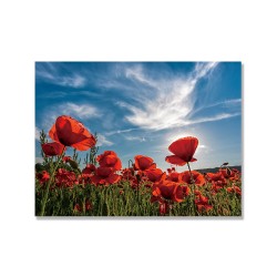 【24mama 掛畫】單聯式 橫幅 紅色 花朵 花卉 虞美人 天空 雲朵 草原 風景 浪漫  無框畫 40x30cm(婀娜)
